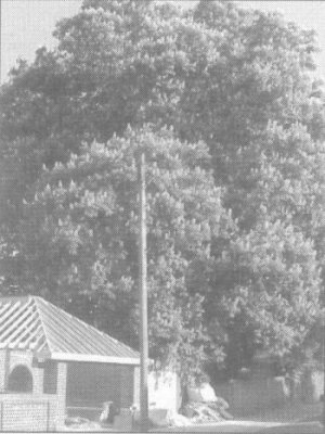 At risk: Chestnut tree, Edgar Road