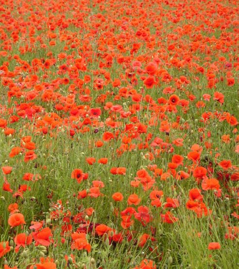 Poppies at Barton Farm