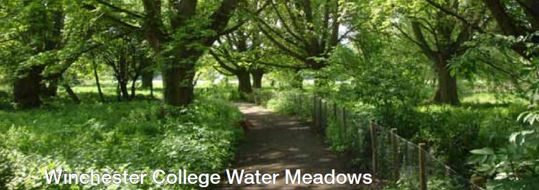 Water Meadows