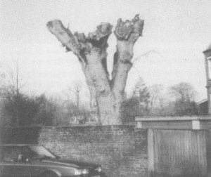 Bad tree surgery: all that remains of an excellent Sycamore
