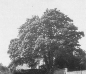 Sycamore in Southgate Hotel car park
