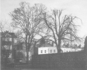 Chestnut tree in Tower Street