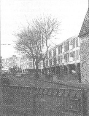 Rescued trees in St George's Street