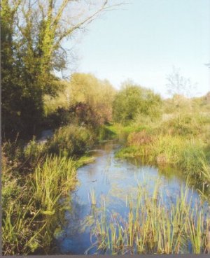 Winnall Moors