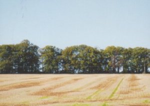 Use of trees on 65m ridge line, Barton Farm